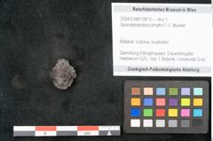 Foto (Objekt + Etikett) von Spondylostrobus smythii F.V. Mueller (NHMW-GEO-2024-0188-10413)